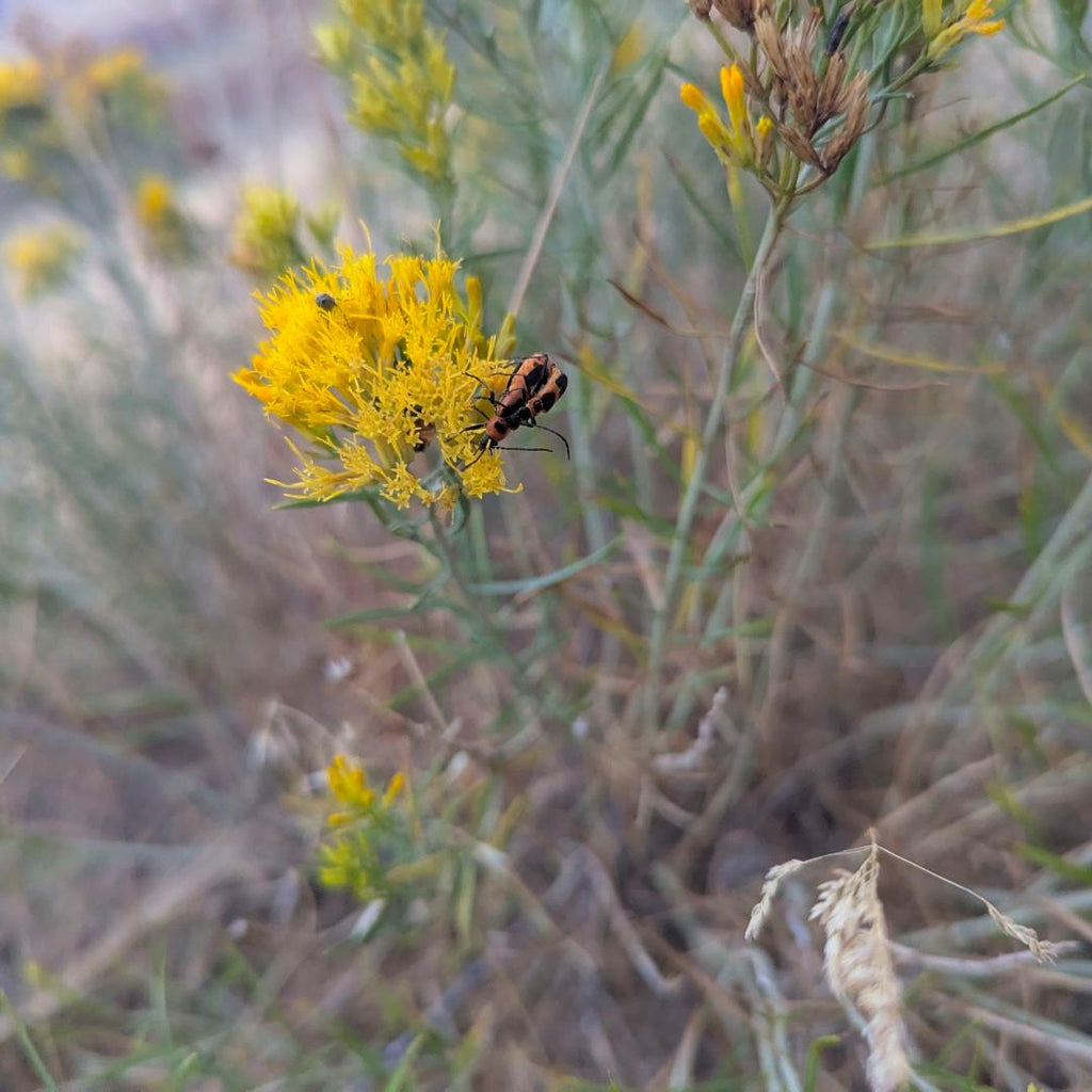 Rabbit Brush ~ Goldenrod Yellow Crelly Nail Polish