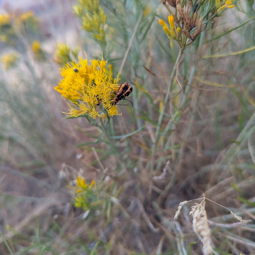 Rabbit Brush ~ Goldenrod Yellow Crelly Nail Polish
