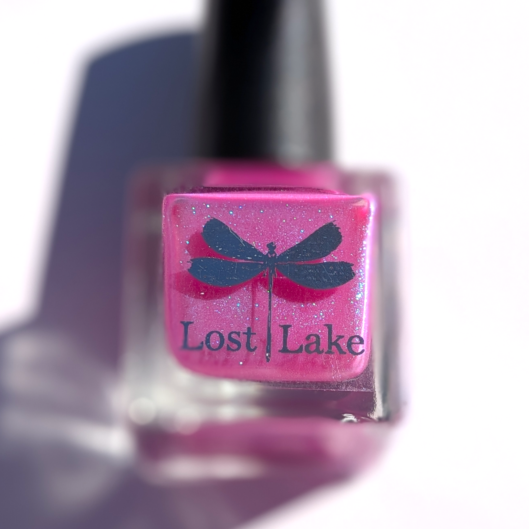 You Belong Everywhere